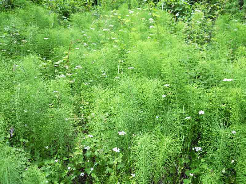 Equisetum cfr. telmateja